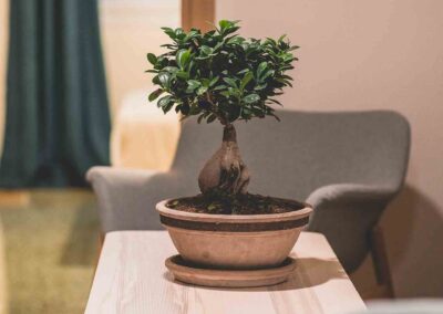 Table with a bonsai pot and two armchairs